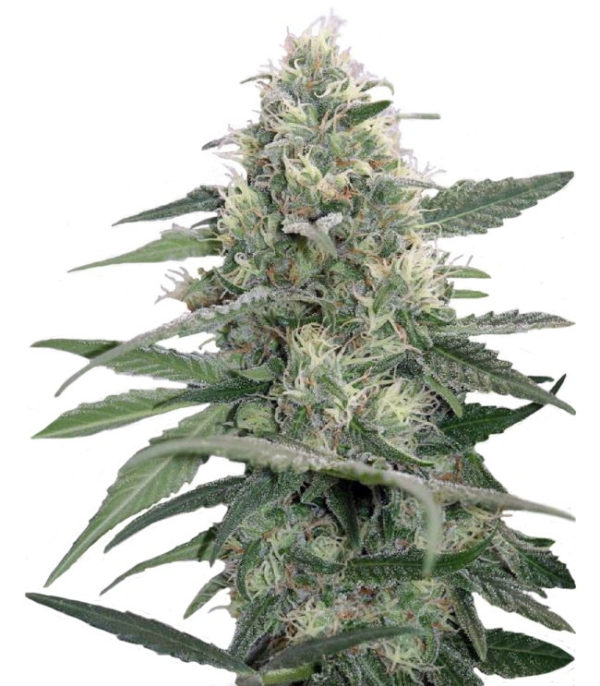 Семена сорта Mandala #1 regular (Mandala Seeds)