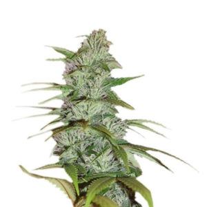 Семена сорта Master Kush fem (Nirvana Seeds)