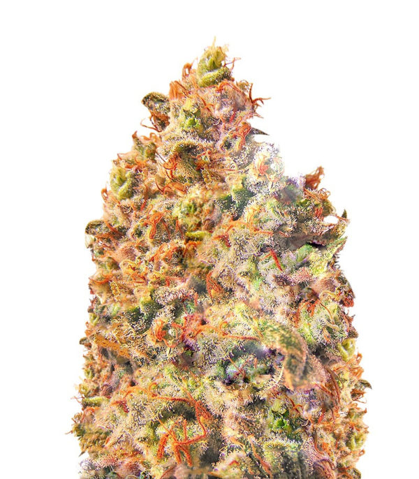 Семена сорта Mind Can'trol fem (Dr. Krippling Seeds)