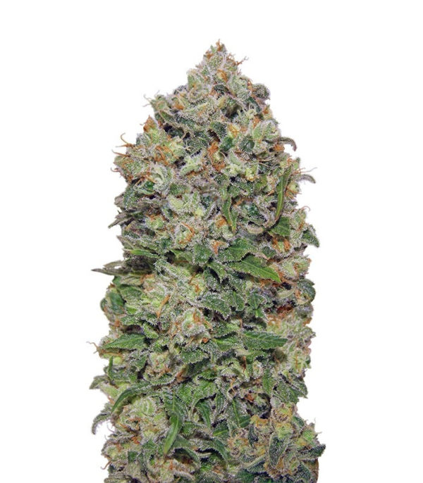 Семена сорта Northern Lights fem (00 seeds)