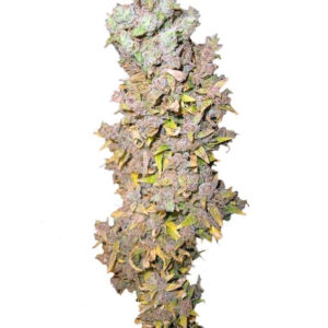 Northern Lights fem (Nirvana Seeds)