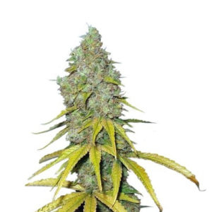 Семена сорта Raspberry Cough fem (Nirvana Seeds)