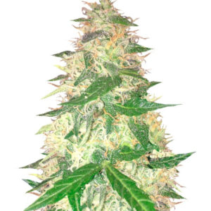 Семена сорта Red Leicester Tease fem (Dr. Krippling Seeds)