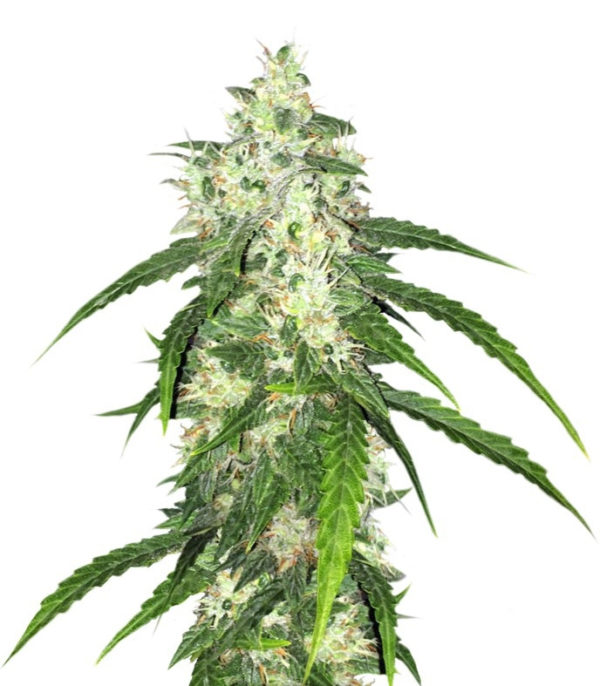 Семена сорта Swiss Cheese Automatic fem (Nirvana Seeds)