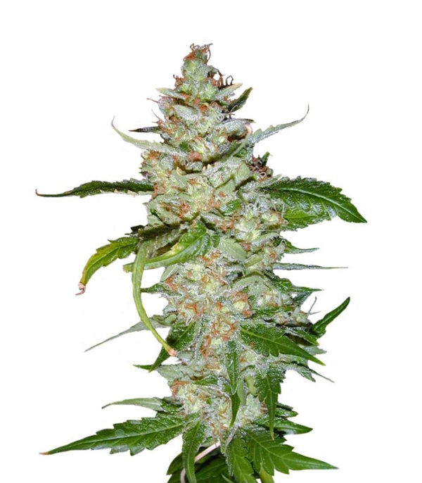 Семена сорта Swiss Cheese fem (Nirvana Seeds)