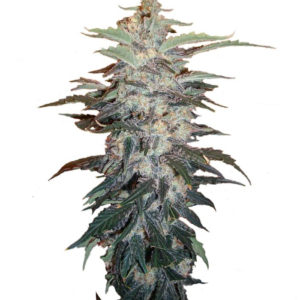 Семена сорта White Widow fem (Nirvana Seeds)