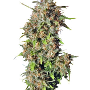 Семена сорта Wild Rose fem (Sweet Seeds)