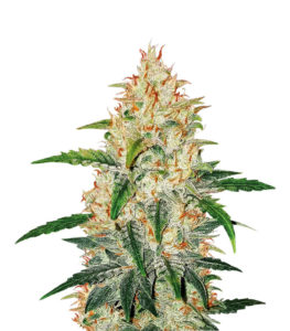 Zkittlez Auto fem (Cali Buds Seeds) семена конопли