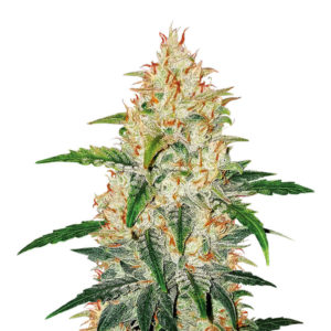 Zkittlez Auto fem (Cali Buds Seeds) семена конопли