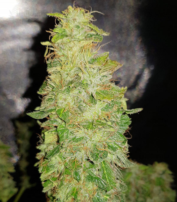 Auto Afghan Mass fem (00 Seeds) семена конопли — изображение 2