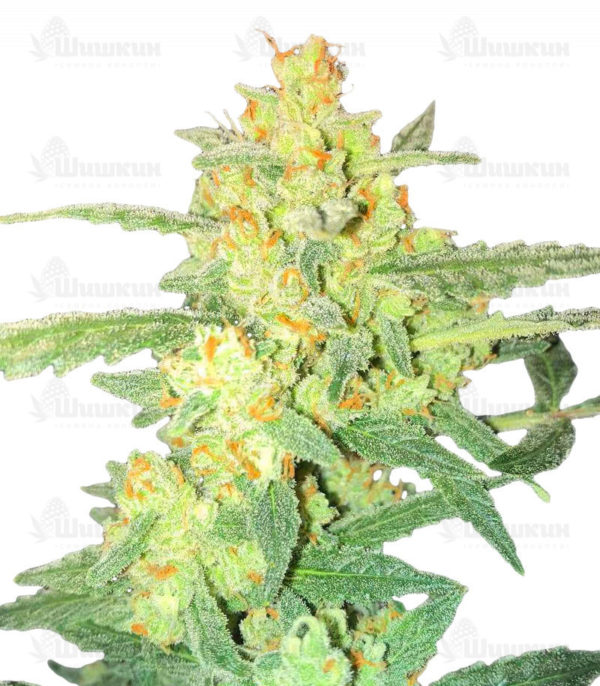 AK Kush Express fem (Kalashnikov Seeds) семена конопли