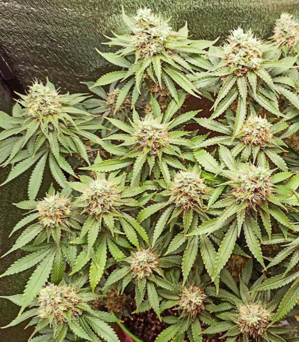 AK Kush fem (Kalashnikov Seeds) семена конопли — изображение 2