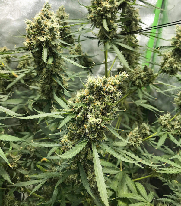 Ak Skunk Auto fem (Kalashnikov Seeds) семена конопли — изображение 2