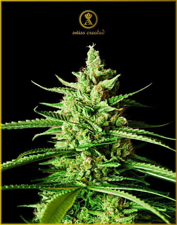 AK-01 fem (Anaconda Seeds)