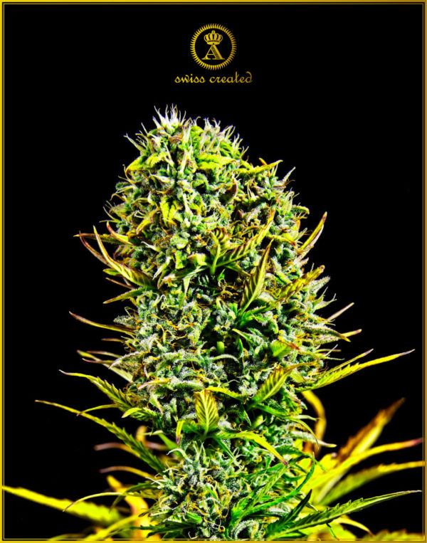 Amnesia Haze fem (Anaconda Seeds)