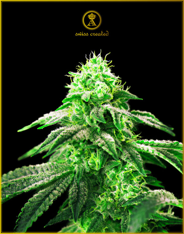 Hypnotic fem (Anaconda Seeds)