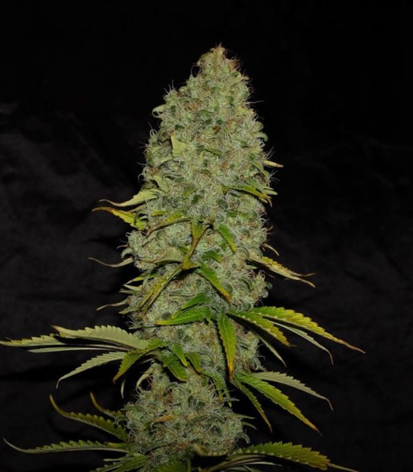 Appleberry fem (Sumo Seeds) семена конопли — изображение 3