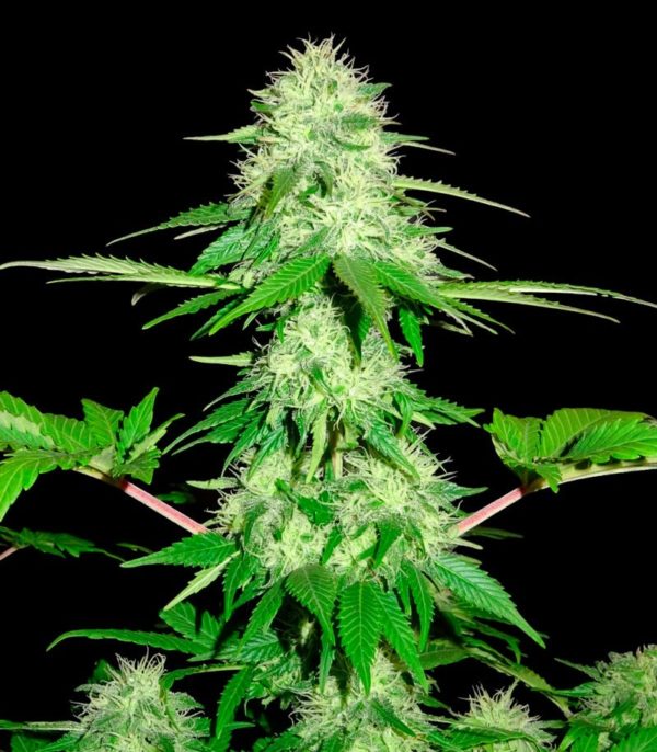 Appleberry fem (Sumo Seeds) семена конопли — изображение 2