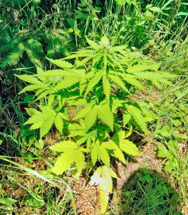 Auto Afghan Mass fem (00 Seeds) семена конопли — изображение 3