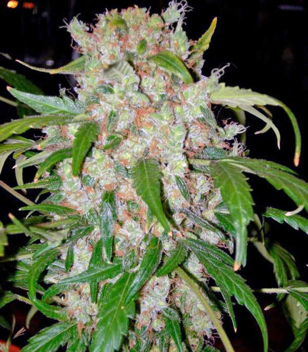 Auto Wembley fem (Pyramid Seeds) — изображение 2