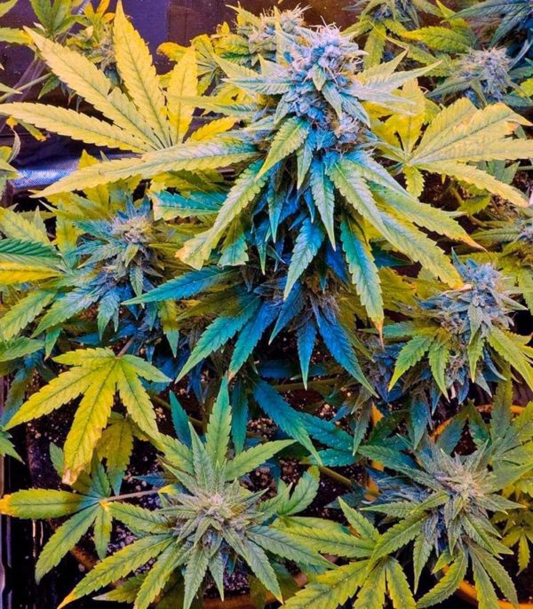 Семена сорта Automaria II fem (Paradise Seeds) — изображение 2