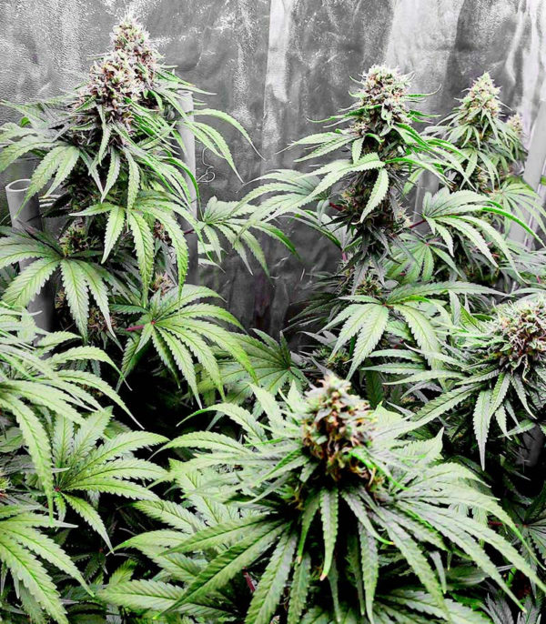 Bruce Banner #3 fem (Blimburn Seeds) семена конопли — изображение 3
