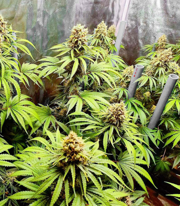 Bruce Banner #3 fem (Blimburn Seeds) семена конопли — изображение 2