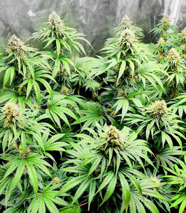Bruce Banner #3 fem (Blimburn Seeds) семена конопли — изображение 4