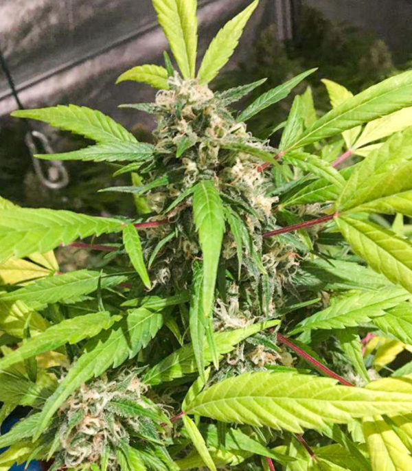 Baikal Express fem (Kalashnikov Seeds) семена конопли — изображение 3