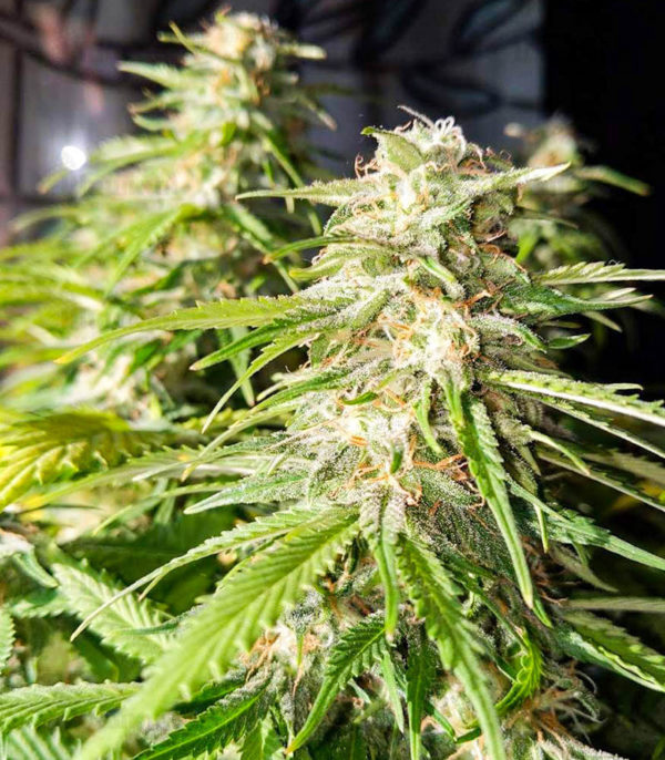 Baikal Express fem (Kalashnikov Seeds) семена конопли — изображение 2