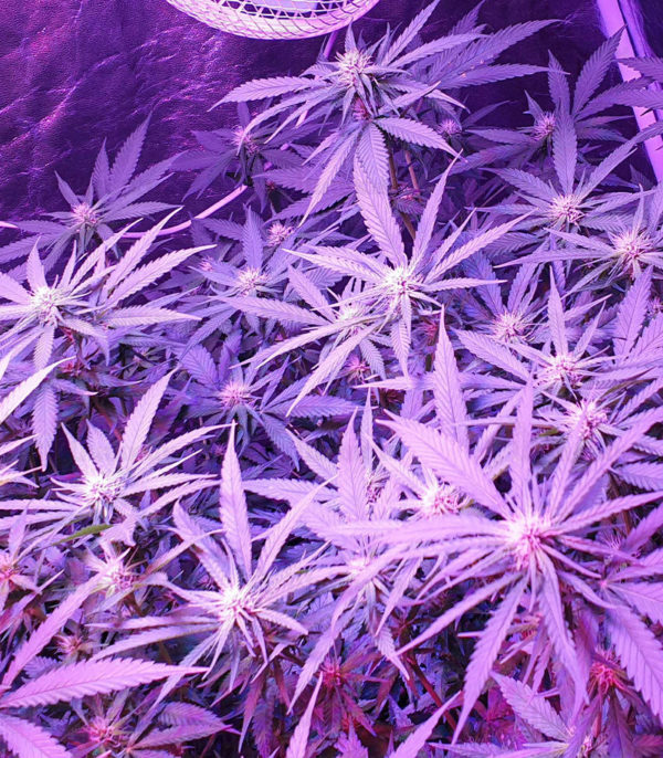 Big Altai Sativa Express fem (Kalashnikov Seeds) семена конопли — изображение 3