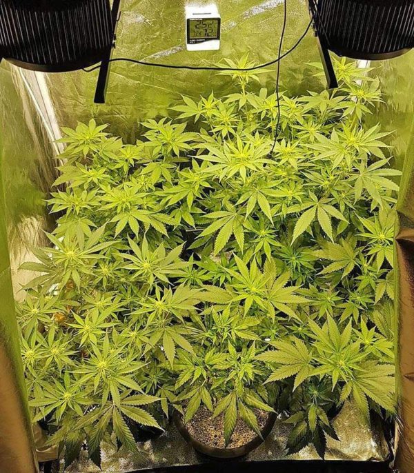 Big Bud fem (Vision Seeds) семена конопли — изображение 2