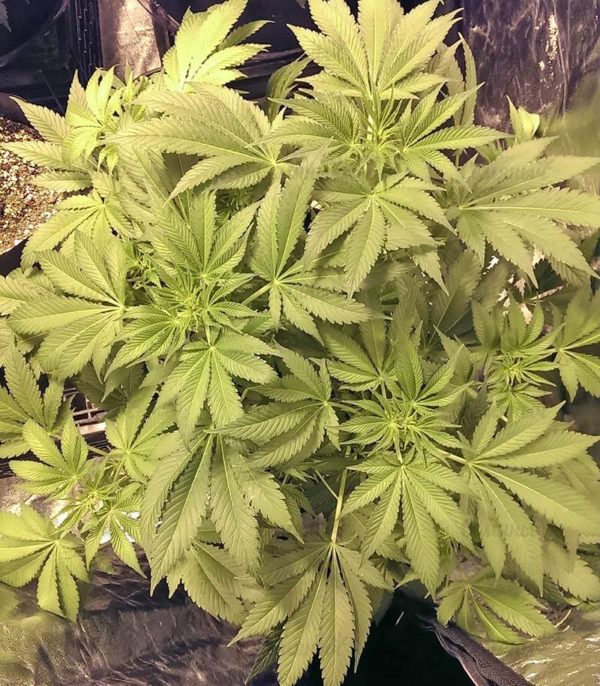 Big Bud fem (Vision Seeds) семена конопли — изображение 3