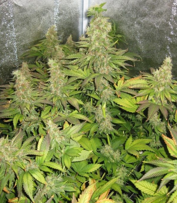 Blue Mystic fem (RQS) семена конопли — изображение 3