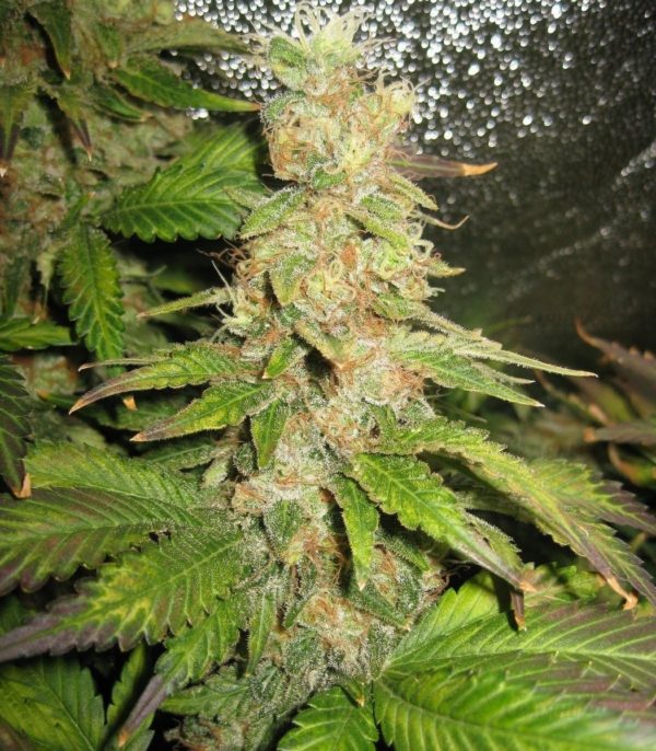 Blue Mystic fem (RQS) семена конопли — изображение 2