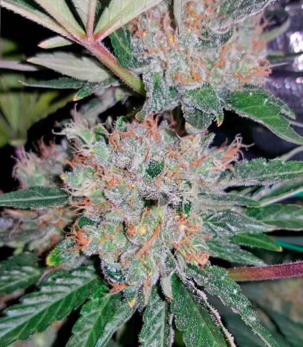 Blue Mystic fem (RQS) семена конопли — изображение 4