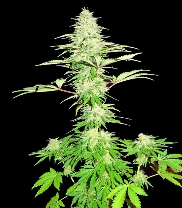 Blue Nitro Haze fem (Sumo Seeds) семена конопли — изображение 2