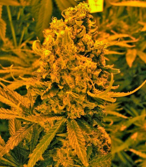 Семена сорта Blueberry Kush Automatic fem (Nirvana Seeds) — изображение 2