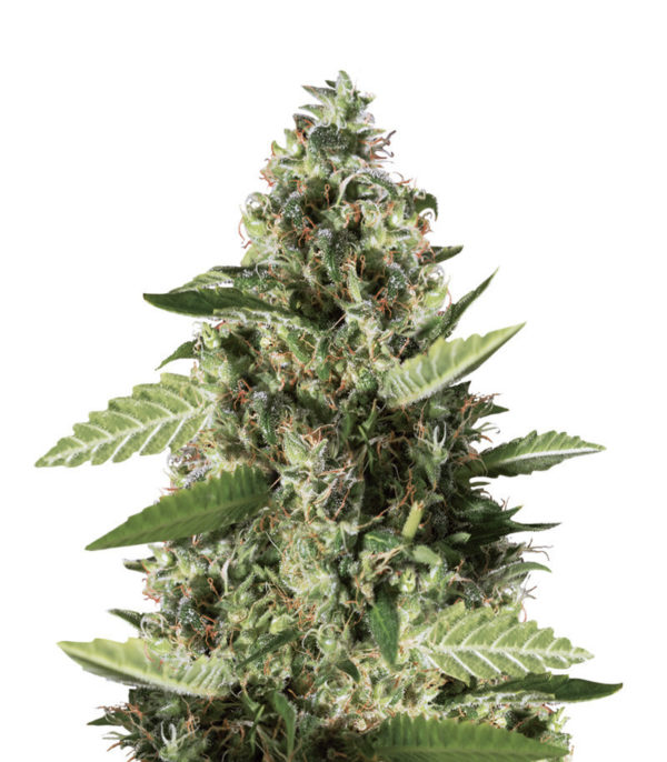 Bruce Banner #3 fem (Blimburn Seeds) семена конопли