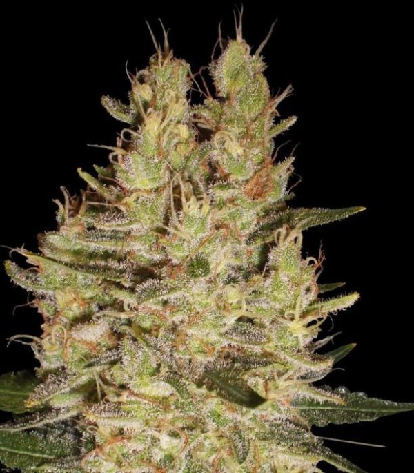 Семена сорта Crazy Miss Hyde fem (Samsara Seeds) — изображение 2