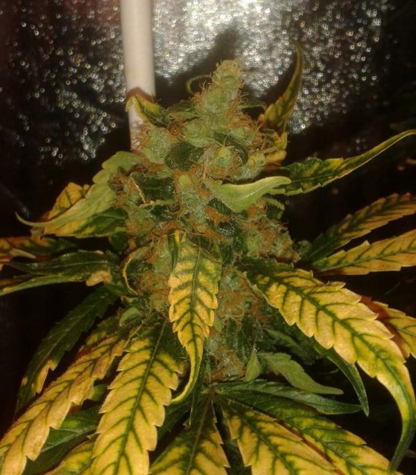 Choco Bud fem (Vision Seeds) семена конопли — изображение 3