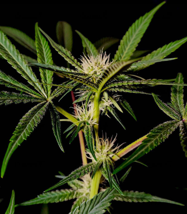 Семена сорта Chocolate Wafflez fem (Paradise Seeds) — изображение 2