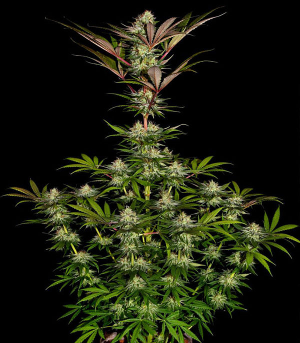 Семена сорта Chocolate Wafflez fem (Paradise Seeds) — изображение 3