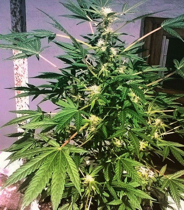 Critical Chronic fem (Sumo Seeds) семена конопли — изображение 3