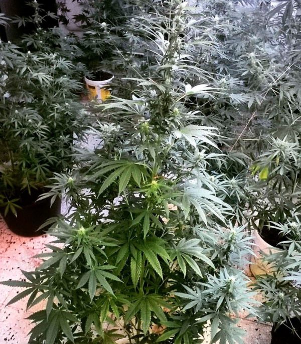 Critical Chronic fem (Sumo Seeds) семена конопли — изображение 2