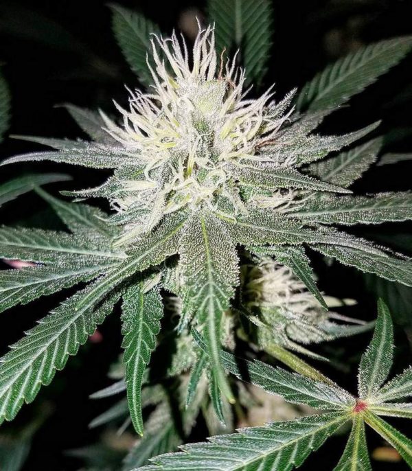 Critical Impact fem (Vision Seeds) семена конопли — изображение 2