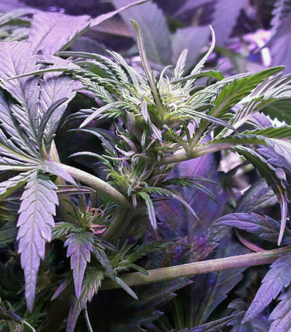 Currant Kush fem (VIP seeds) семена конопли — изображение 2