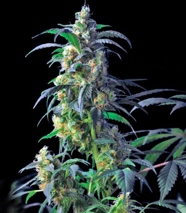 Domina Haze fem (Kannabia Seeds) семена конопли — изображение 2