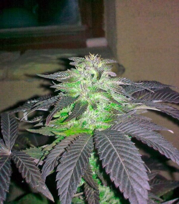 Семена сорта Durga Mata fem (Paradise Seeds) — изображение 2
