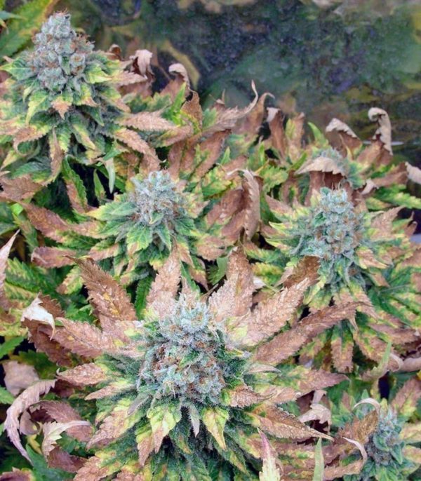 Семена сорта Dutch Dragon fem (Paradise Seeds) — изображение 2